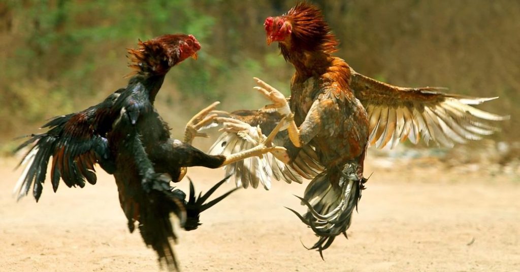 Cách Làm Cho Gà Chọi Mạnh Mẽ