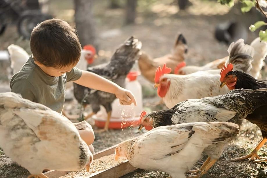 Cách Huấn Luyện Gà Đá Hiệu Quả