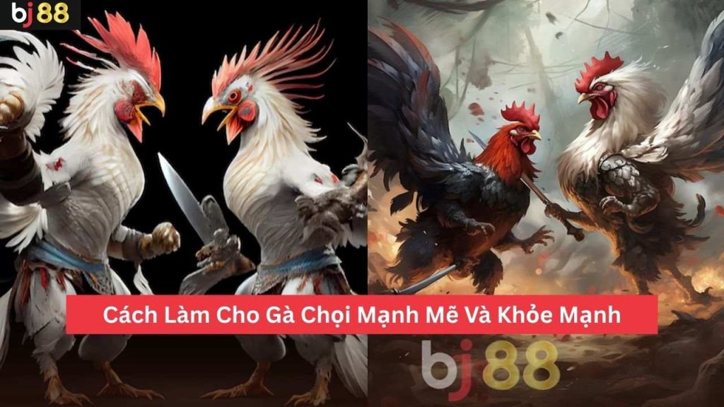 Cách Làm Cho Gà Chọi Mạnh Mẽ