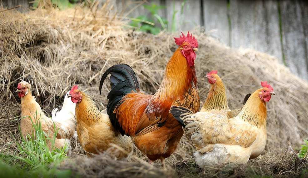 Cách Làm Cho Gà Chọi Mạnh Mẽ